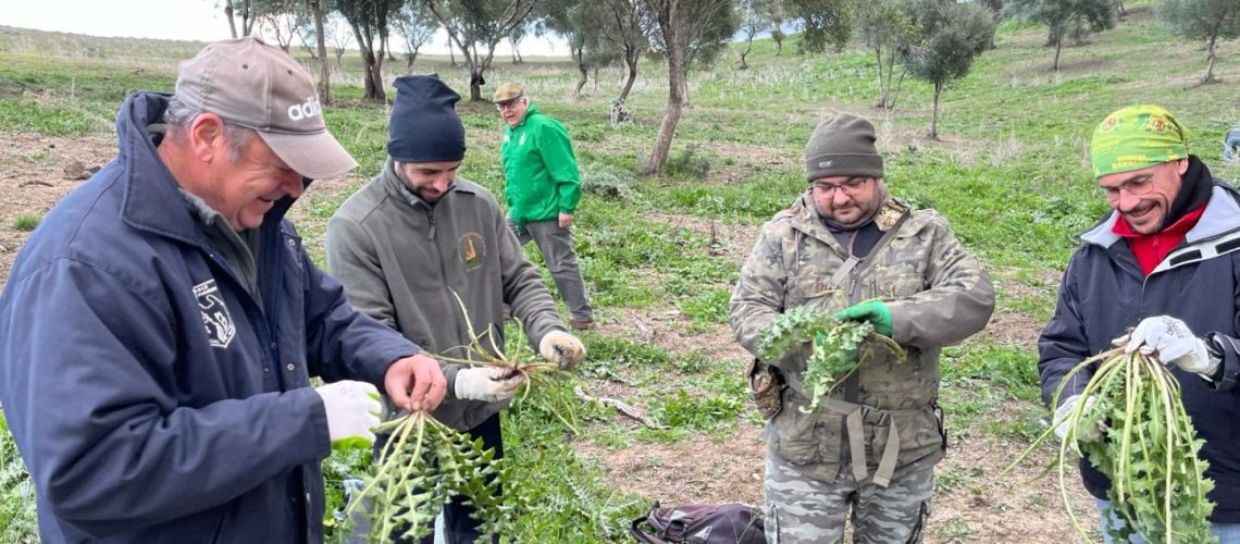 2024. Recogida de tagarninas (AG) (3)