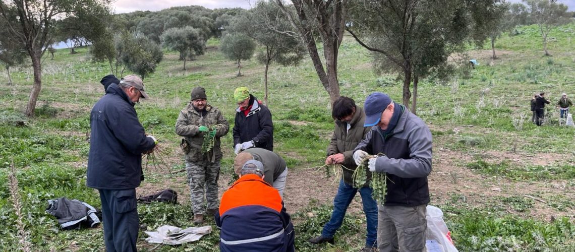 2024. Recogida de tagarninas (AG) (5)