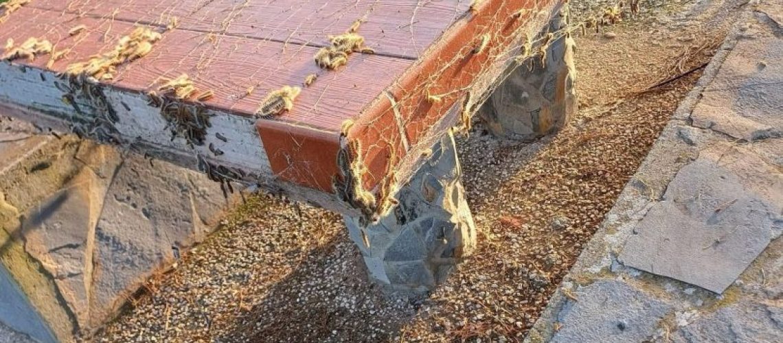 2024. PSOE. La Dehesa. Procesionaria