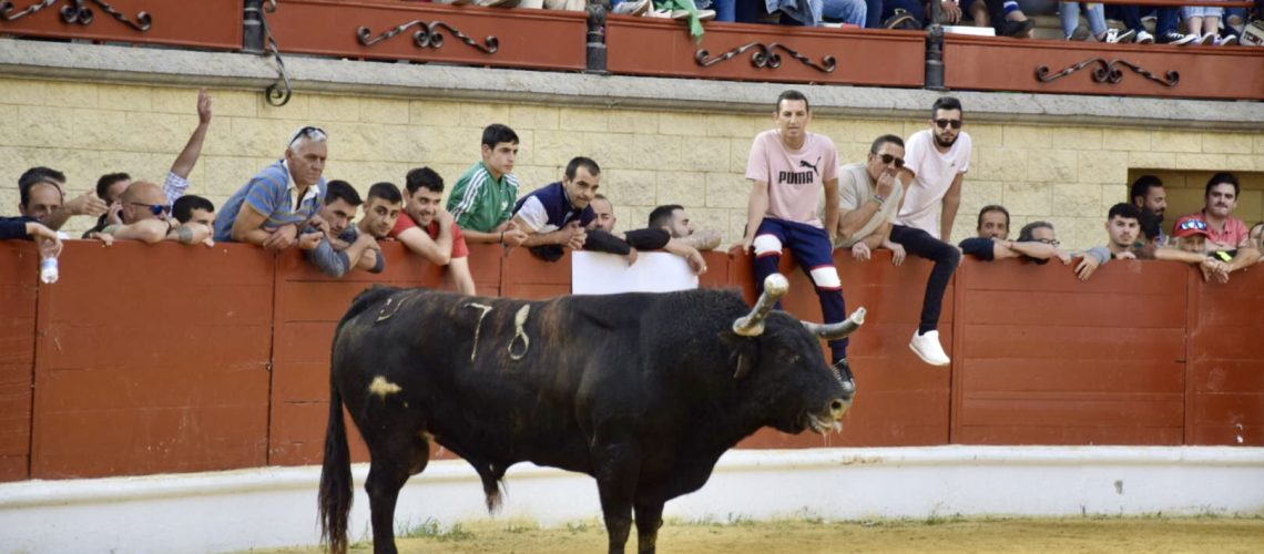 Toro Resurección (AG) 2023 (91)