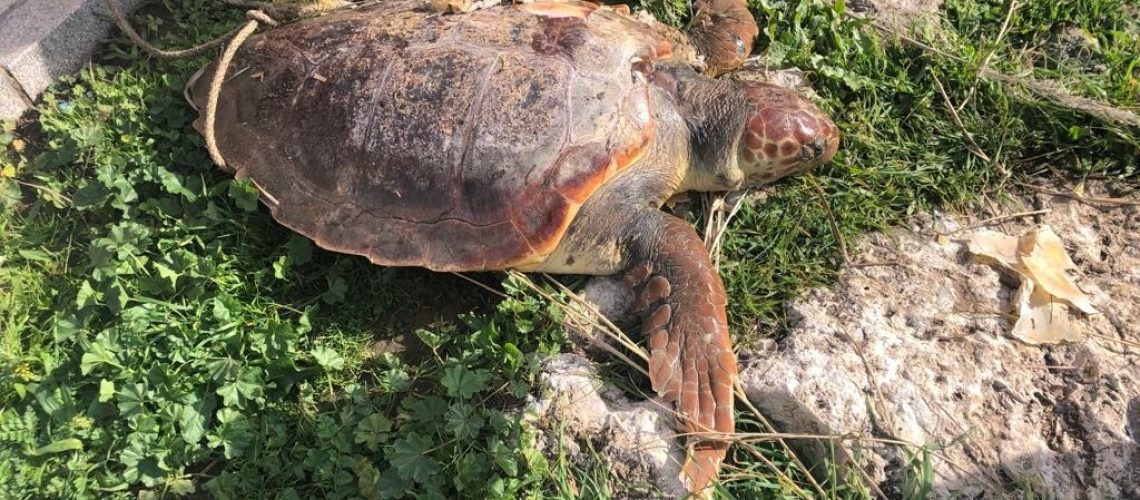 Río Palmones. Tortuga Boba 2024